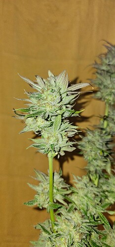 Growreport Bild 65