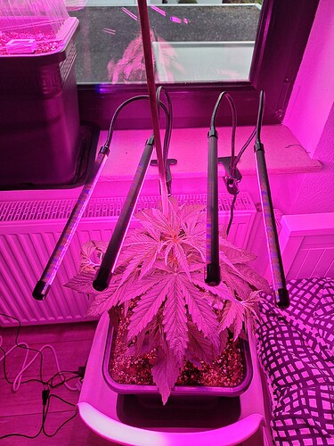Growreport Bild 11