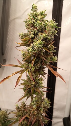 Growreport Bild 26
