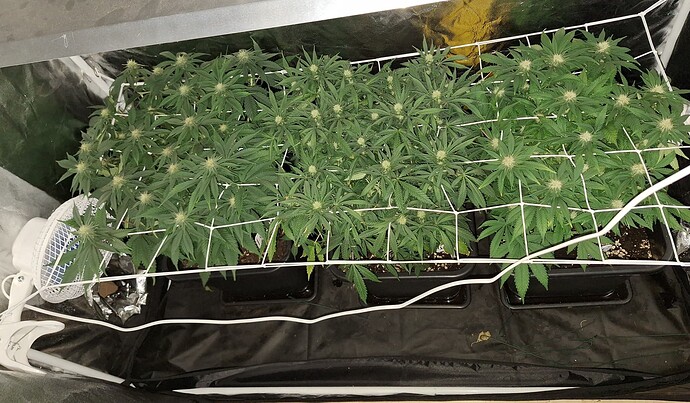 Growreport Bild 16