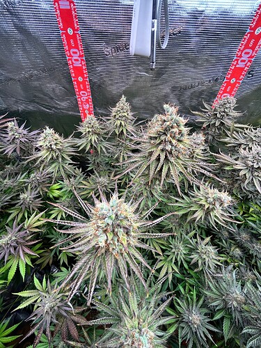 Mehrere blühende Cannabis-Pflanzen in einem Grow-Zelt mit Messskalen an den Wänden.