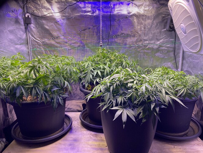 Growreport Bild 65