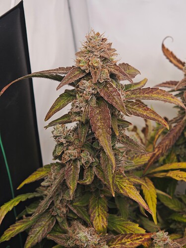 MVIMG_20251128_151241