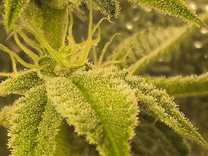 Growreport Bild 2