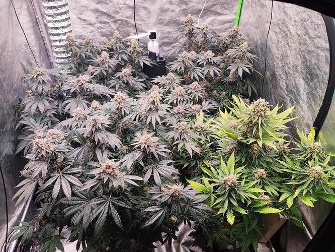 Growreport Bild 138