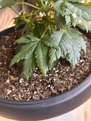Growreport Bild 25