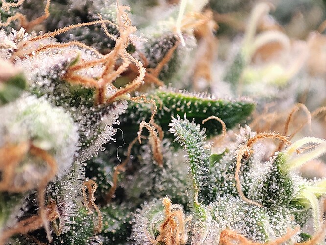 Growreport Bild 36
