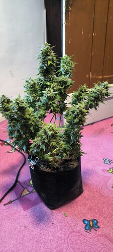 Growreport Bild 21