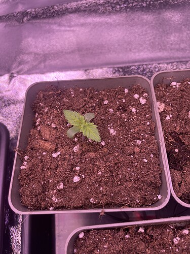 Growreport Bild 8