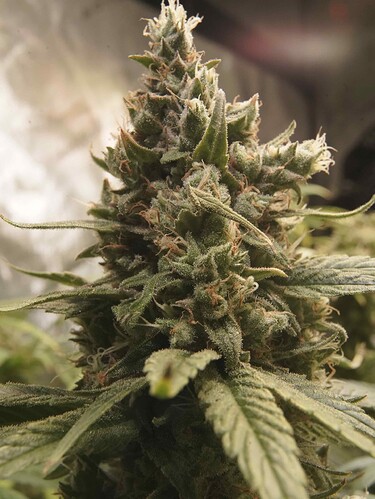 Growreport Bild 9