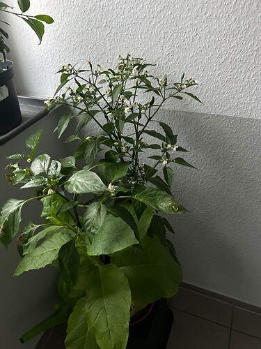 Growreport Bild 21