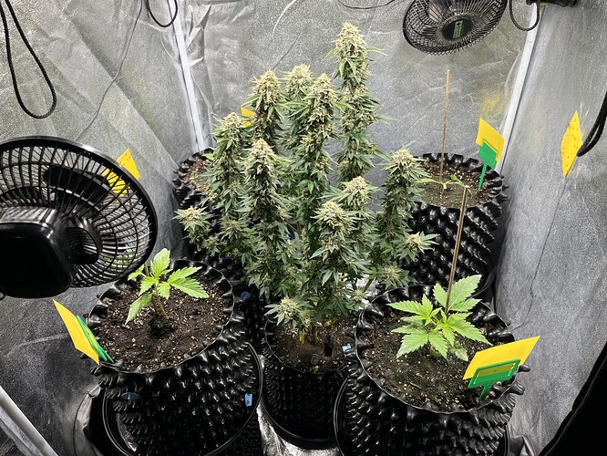 Growreport Bild 2