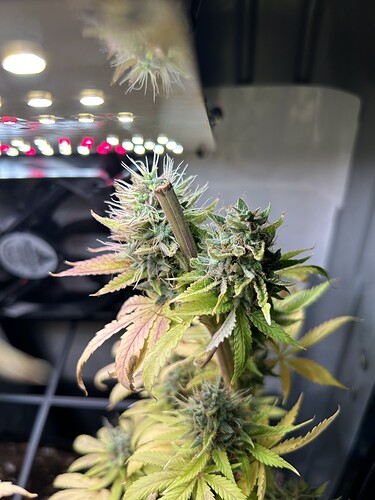Growreport Bild 1