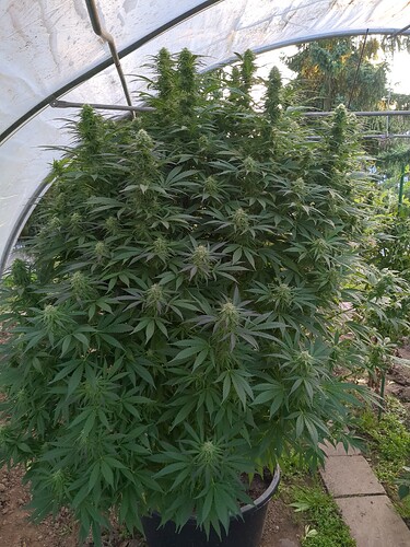 2025-10-02-18-15-46-319