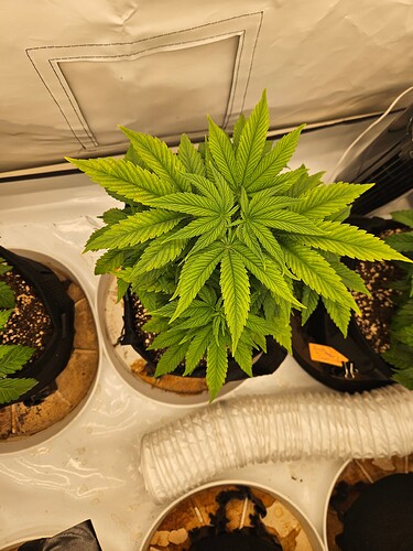 Growreport Bild 24