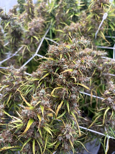 Growreport Bild 10