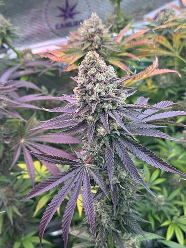 Growreport Bild 52