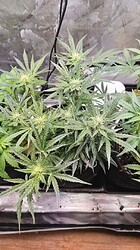 Growreport Bild 41