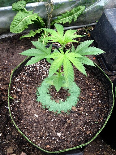 PritexSchneckenStopp_Test1