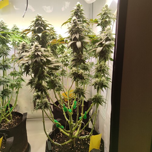 Growreport Bild 4