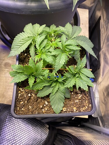 Growreport Bild 41