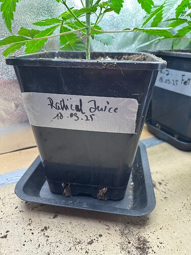 Growreport Bild 73