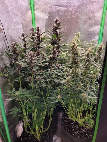 Growreport Bild 19
