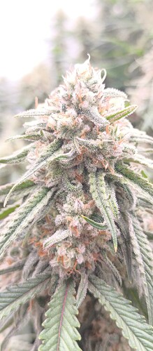 Growreport Bild 4