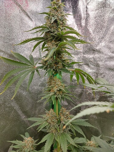 Growreport Bild 16