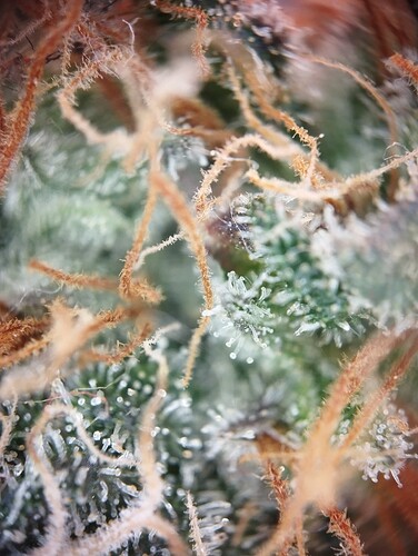 Growreport Bild 13