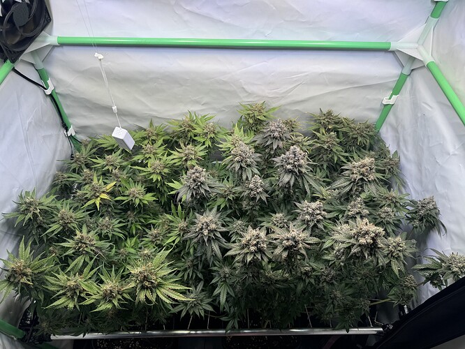Growreport Bild 1