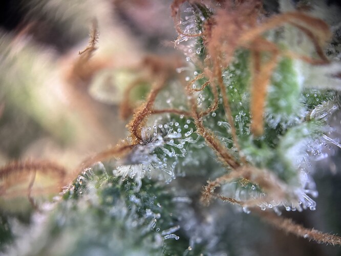 Growreport Bild 19