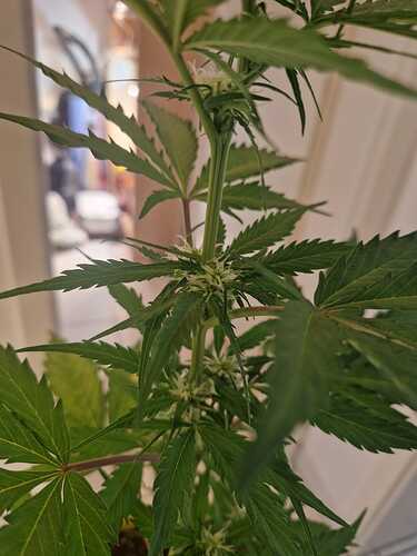 WhatsApp Image 2024-05-18 at 09.21.17