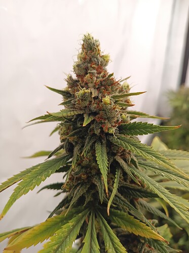 Growreport Bild 6
