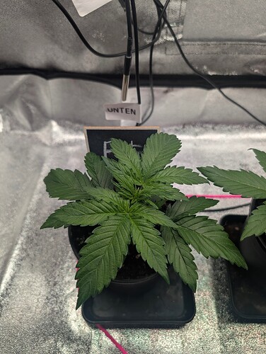 IMG_20250312_163553_272