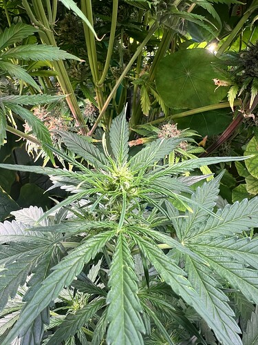 Growreport Bild 37