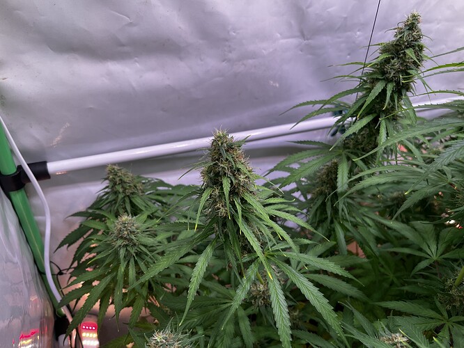 Growreport Bild 4