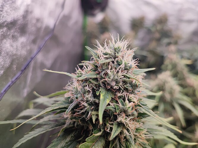 Growreport Bild 8