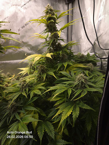 Eine blühende Cannabis-Pflanze in einem Grow-Zelt mit AC Infinity Branding.