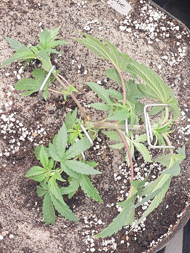 Growreport Bild 14