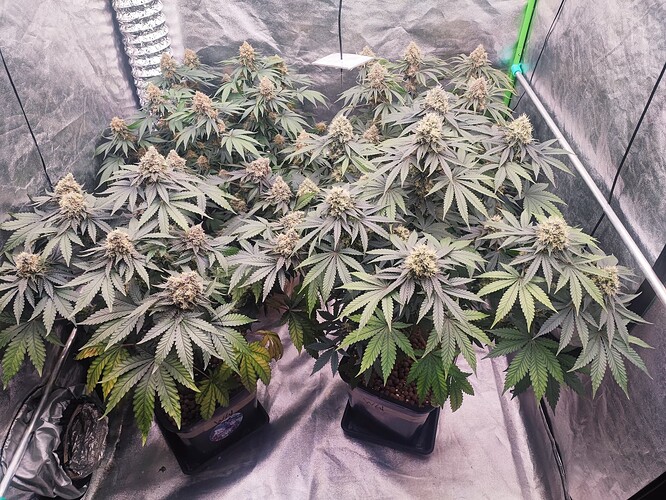 Growreport Bild 34