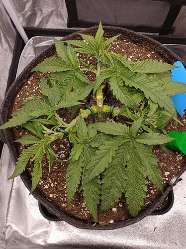 Growreport Bild 1