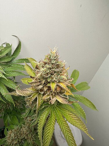 IMG_7486