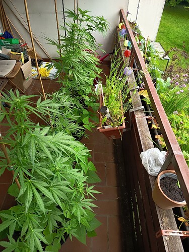 Growreport Bild 7