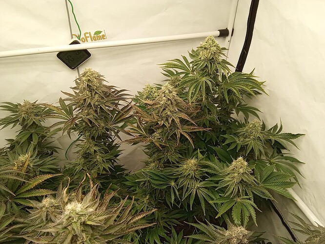 Growreport Bild 3