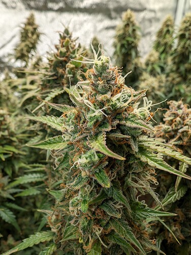Growreport Bild 10