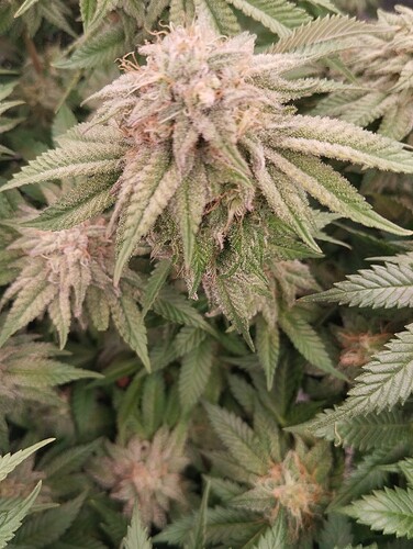 IMG_20250222_204934 - Kopie