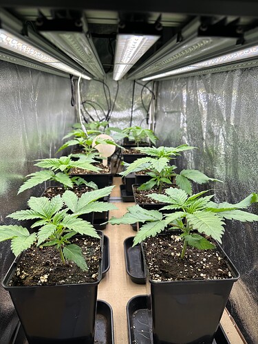Growreport Bild 51