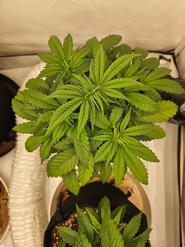 Growreport Bild 29
