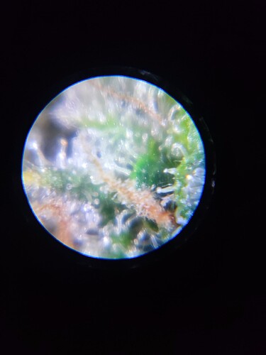 Growreport Bild 43